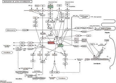 Effects of Xiaoyaosan on the Hippocampal Gene Expression Profile in Rats Subjected to Chronic Immobilization Stress